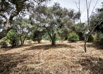 terreno - Villa Bifamiliare KM 42 761, Locorotondo - foto 24
