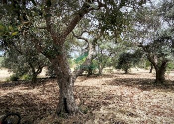 terreno - Villa Bifamiliare KM 42 761, Locorotondo - foto 27