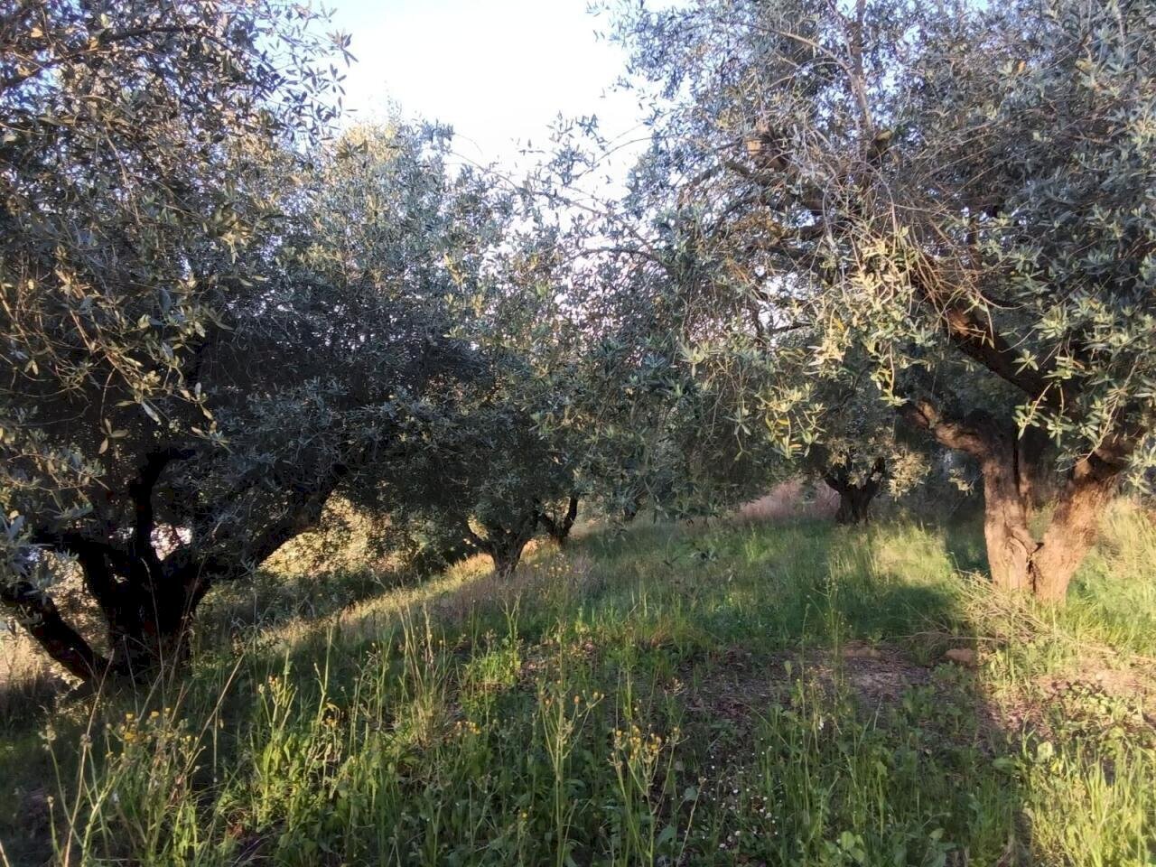 WhatsApp Image 2026-04-17 at 11.39.44 (2) - Rustico Via dei Caolini 334, Marcellina - foto 2