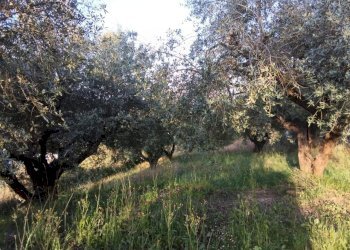 WhatsApp Image 2026-04-17 at 11.39.44 (2) - Rustico Via dei Caolini 334, Marcellina - foto 2