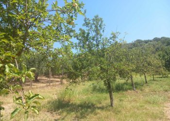5 - Rustico Via dei Caolini 334, Marcellina - foto 4