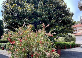giardino  - Bilocale via Pasteur, 211, Bordighera - foto 22