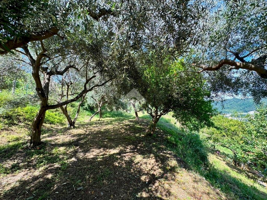 Terreno agricolo Salita cappuccini, Genova (zona Coronata) - foto 2