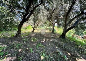 Terreno agricolo Salita cappuccini, Genova (zona Coronata) - foto 7