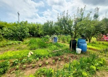 Terreno agricolo Via villoresi, Sedriano - foto 2