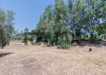 Giardino - Terreno agricolo contrada masseria d'amari
93 A, Misilmeri - foto 2