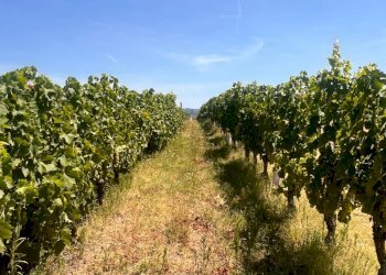 Foto 58 - Rustico Regione Secco
 
72, Canelli - foto 58