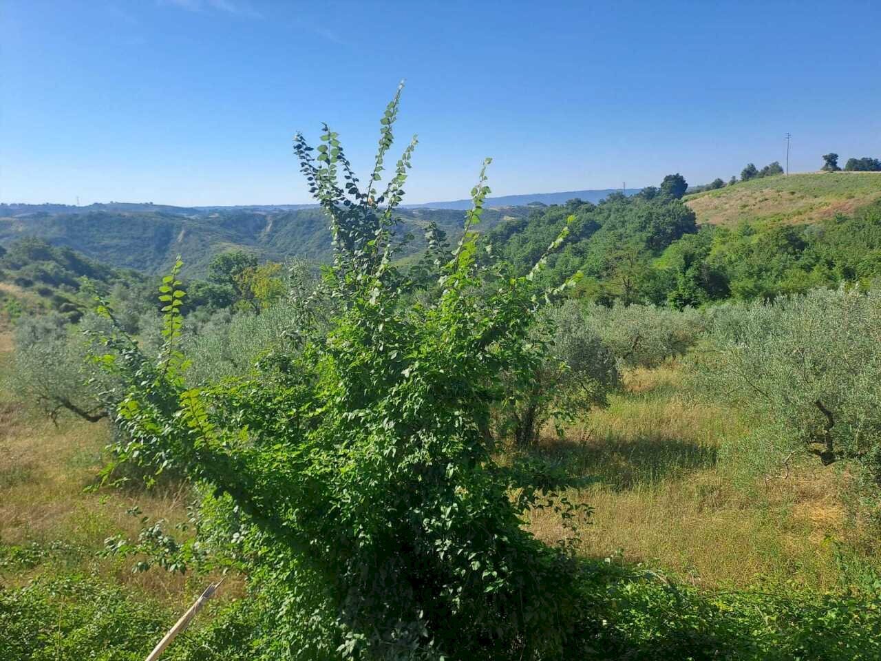 WhatsApp Image 2026-07-16 at 09.33.15 (1) - Agricultural land via umberto primo, Alviano - photo 1