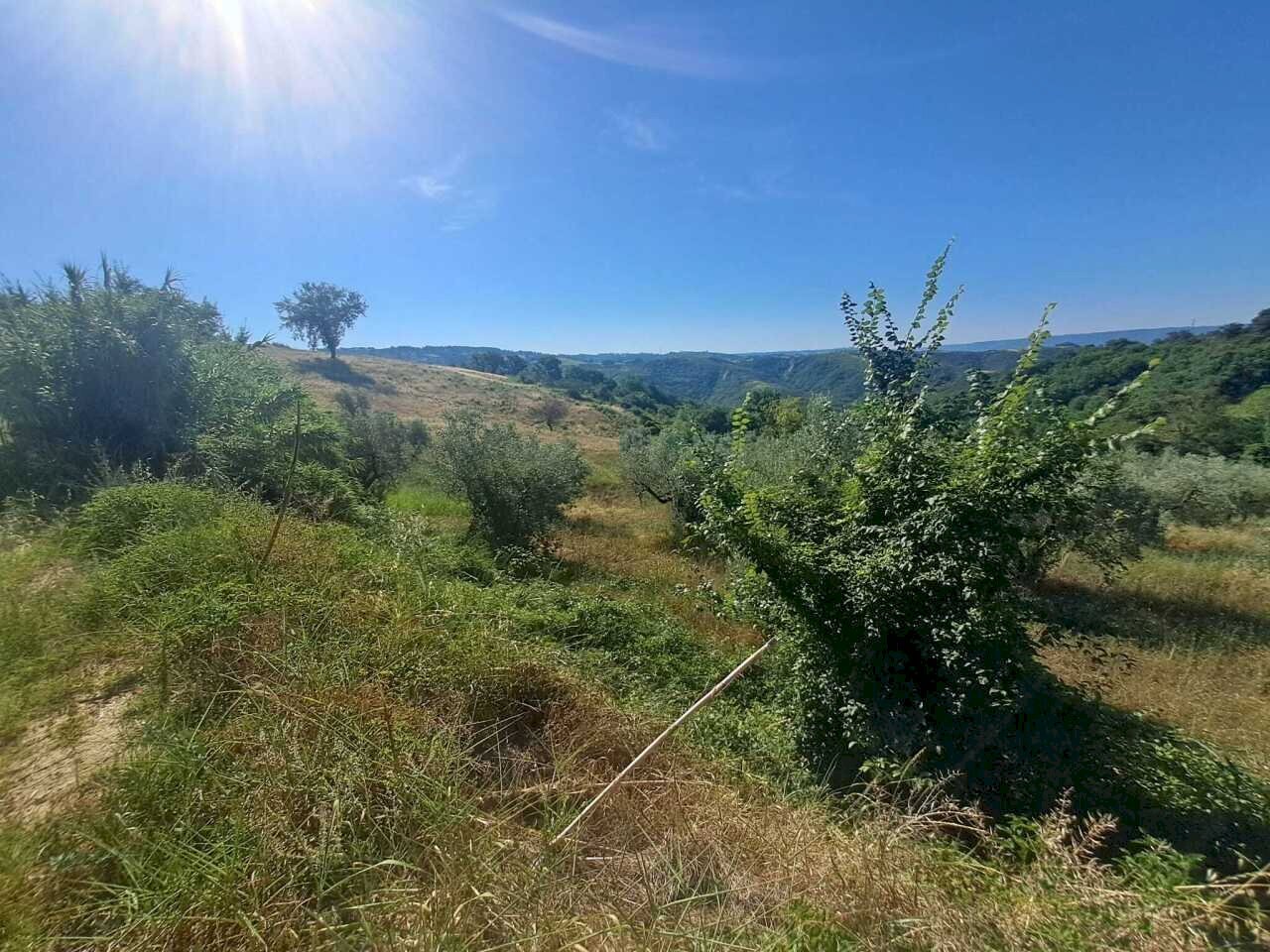 WhatsApp Image 2026-07-16 at 09.33.16 (1) - Agricultural land via umberto primo, Alviano - photo 2