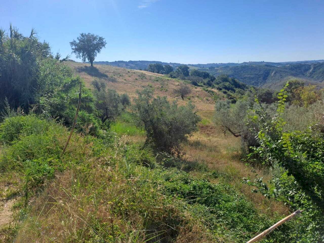 WhatsApp Image 2026-07-16 at 09.33.15 (2) - Agricultural land via umberto primo, Alviano - photo 3