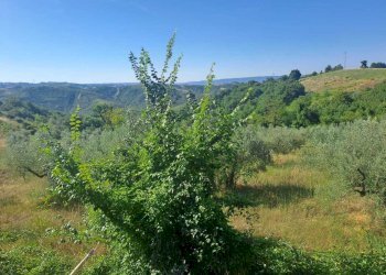WhatsApp Image 2026-07-16 at 09.33.15 (1) - Agricultural land via umberto primo, Alviano - photo 1