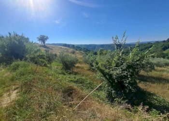 WhatsApp Image 2026-07-16 at 09.33.16 (1) - Agricultural land via umberto primo, Alviano - photo 2