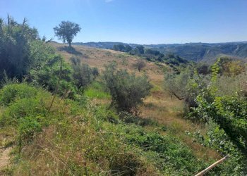 WhatsApp Image 2026-07-16 at 09.33.15 (2) - Agricultural land via umberto primo, Alviano - photo 3