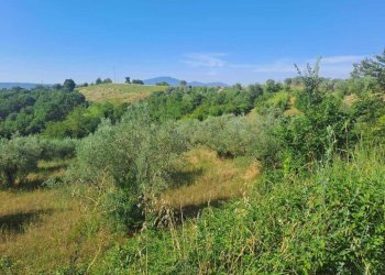 WhatsApp Image 2026-07-16 at 09.33.15 - Agricultural land via umberto primo, Alviano - photo 4