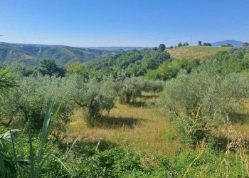 WhatsApp Image 2026-07-16 at 09.33.16 - Agricultural land via umberto primo, Alviano - photo 5