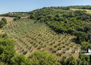 Rustico S.da Provinciale del Monte Amiata, 53023, Castiglione d'Orcia - foto 60
