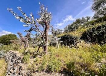 Terreno agricolo Via bracciale, Finale Ligure - foto 3