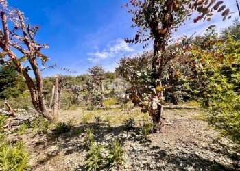Terreno agricolo Via bracciale, Finale Ligure - foto 5