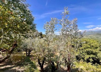 Terreno agricolo Via bracciale, Finale Ligure - foto 6