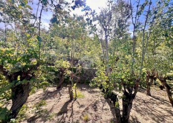 Terreno agricolo Via bracciale, Finale Ligure - foto 9