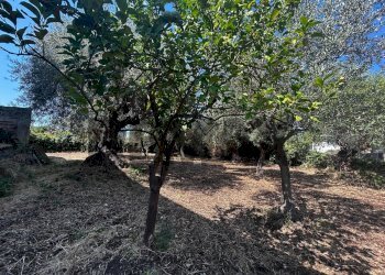 Giardino - Villa RONCO A VIA GOLDONI
 
SN, Priolo Gargallo - foto 17