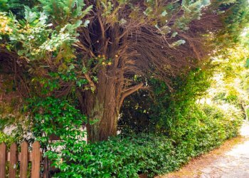 Foto 43 - Villa Strada di santalbino
 
8, Stresa - foto 43