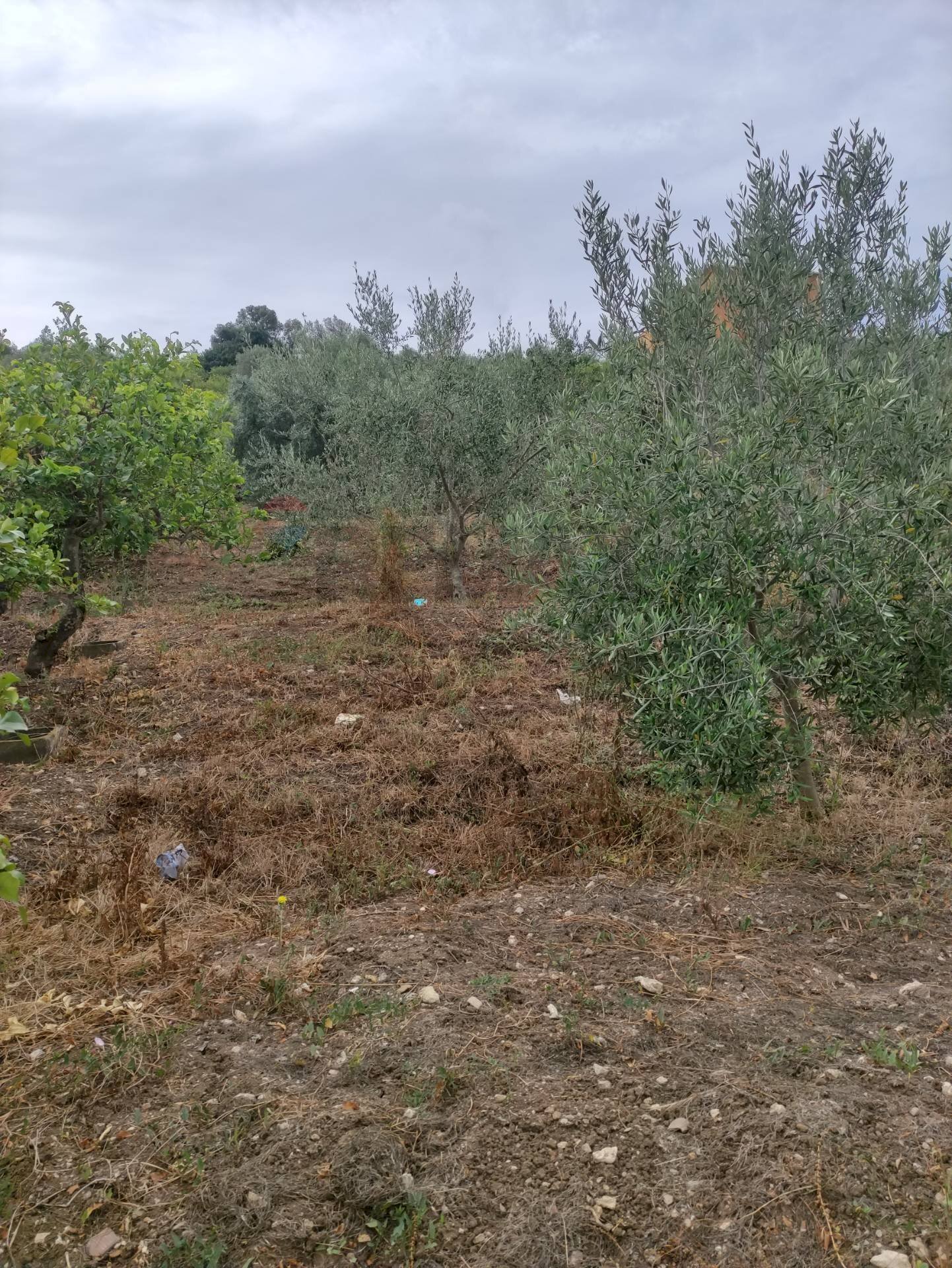 Giardino - Terreno agricolo contrada coda di volpe
Snc, Santa Flavia - foto 2