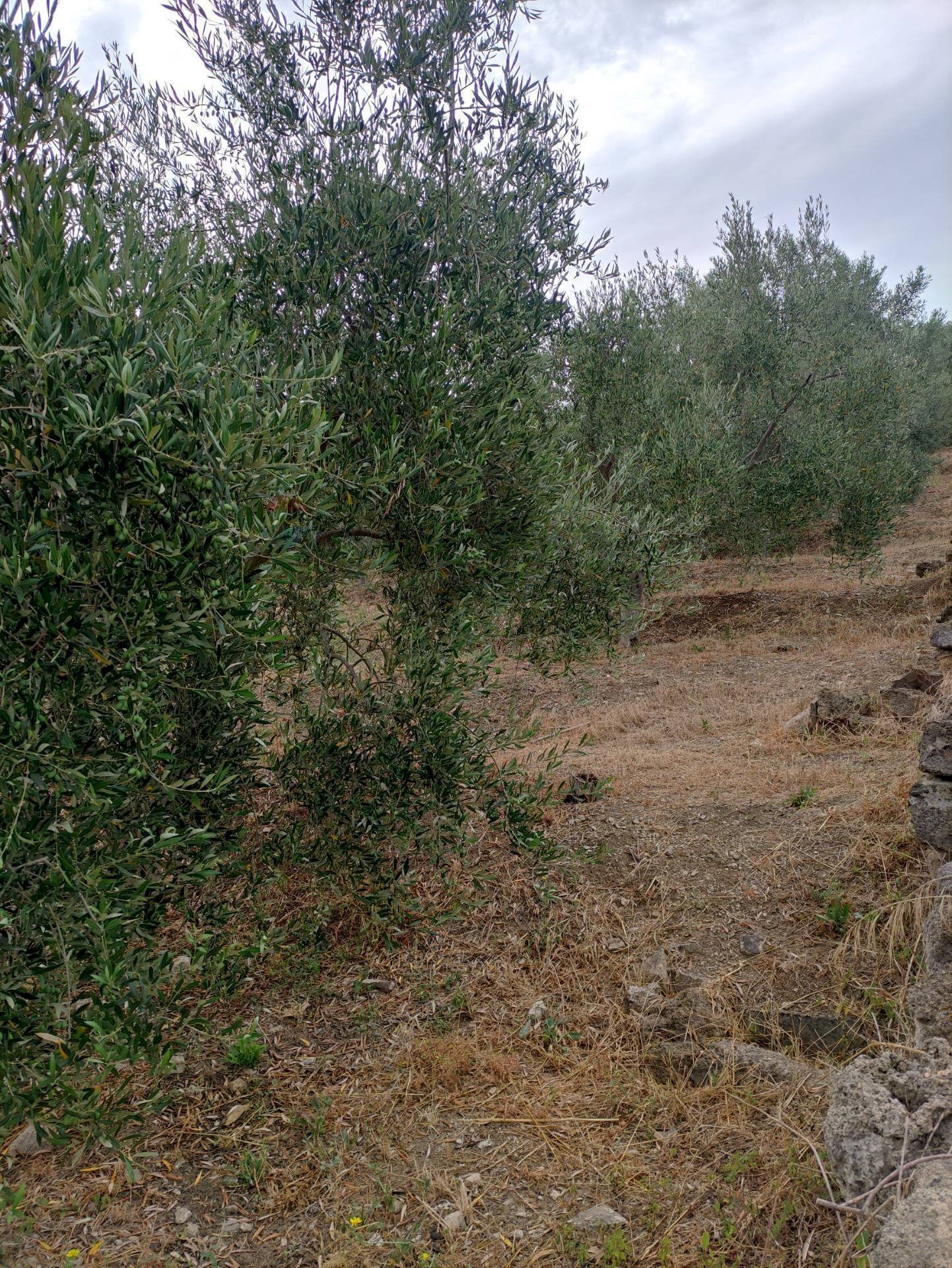 Giardino - Terreno agricolo contrada coda di volpe
Snc, Santa Flavia - foto 3