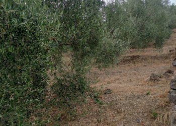 Giardino - Terreno agricolo contrada coda di volpe
Snc, Santa Flavia - foto 3