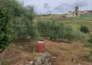 Giardino - Terreno agricolo contrada coda di volpe
Snc, Santa Flavia - foto 9