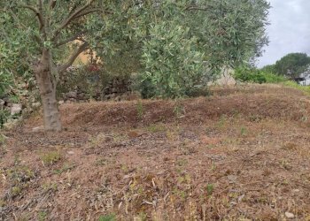 Giardino - Terreno agricolo contrada coda di volpe
Snc, Santa Flavia - foto 11