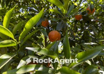 Terreno - Villa Località Zilleria, Montepaone - photo 23
