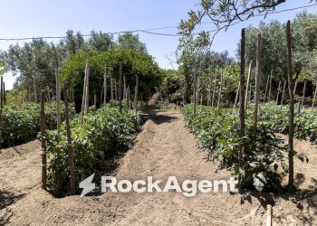 Terreno - Villa Località Zilleria, Montepaone - photo 34