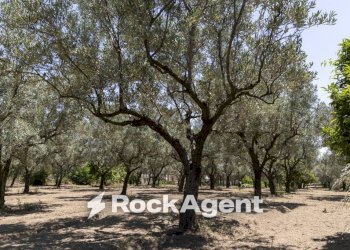 Terreno - Villa Località Zilleria, Montepaone - photo 39