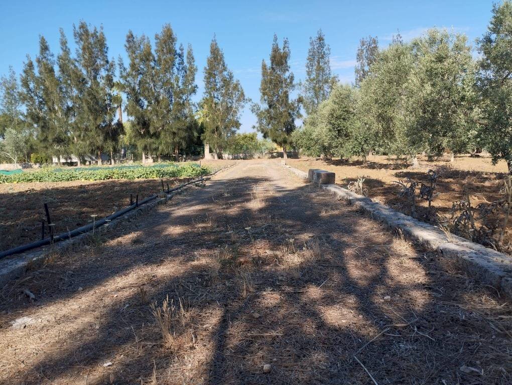 Terreno - Terreno agricolo contrada Rosco, Parabita - foto 1