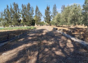 Terreno - Terreno agricolo contrada Rosco, Parabita - foto 1