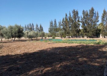 Terreno - Terreno agricolo contrada Rosco, Parabita - foto 7