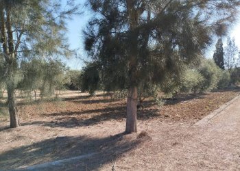 Terreno - Terreno agricolo contrada Rosco, Parabita - foto 10