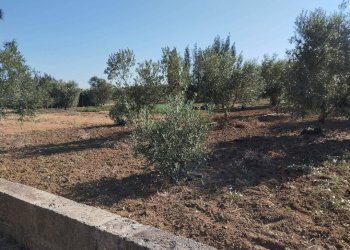 Terreno - Terreno agricolo contrada Rosco, Parabita - foto 13