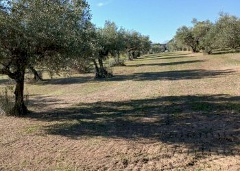 18.jpg - Magazzino Loreto Aprutino - foto 18