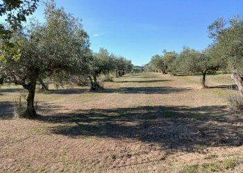 19.jpg - Magazzino Loreto Aprutino - foto 19