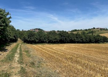 Terreno agricolo via Statale 28, Vicoforte - foto 5