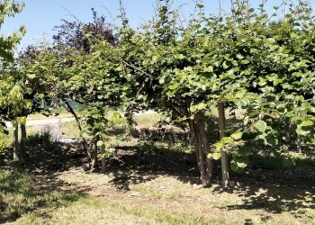 Cascina Via Torino, frazione Madonna dell'Olmo, Cuneo - foto 30