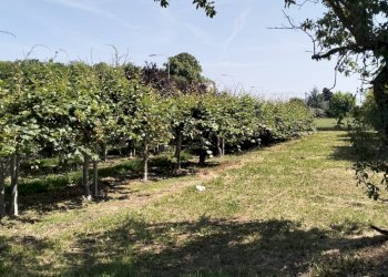 Cascina Via Torino, frazione Madonna dell'Olmo, Cuneo - foto 31