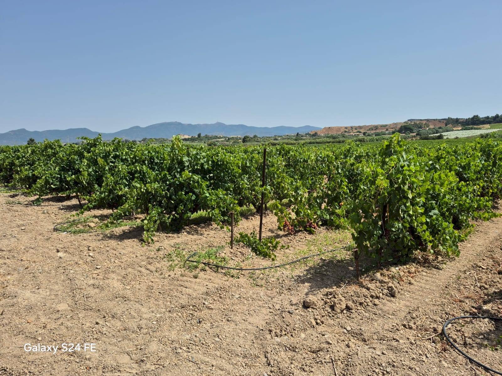 Foto 1 - Terreno agricolo via is ammostus, Quartu Sant'Elena - foto 1
