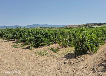 Foto 1 - Agricultural land via is ammostus, Quartu Sant'Elena - photo 1