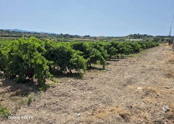 Foto 3 - Agricultural land via is ammostus, Quartu Sant'Elena - photo 3