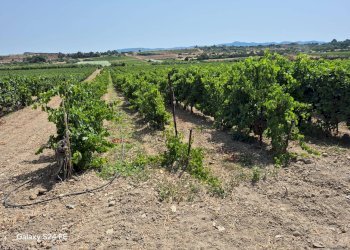 Foto 4 - Agricultural land via is ammostus, Quartu Sant'Elena - photo 4