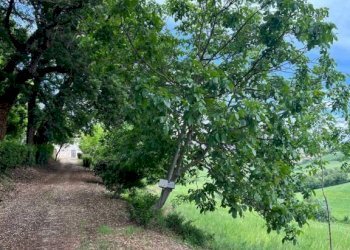 Terreno - Rustico contrada Bottaccio, 8, Mondavio - foto 3