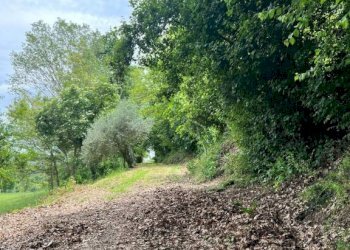 Terreno - Rustic contrada Bottaccio, 8, Mondavio - photo 11